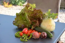 Ernte – 217.webp