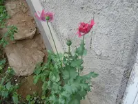 SAM_00931.webp
