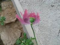 SAM_00921.webp
