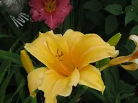 Bild sleepy_1067x800.webp