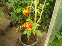 DSC02055.webp