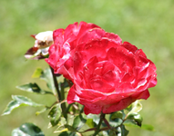 IMG_2982 - Kopie.webp