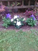die Ballonblumen.webp