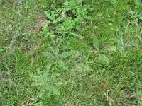 Garten (1).webp