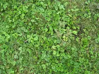 Garten (2).webp