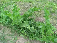 Garten (3).webp