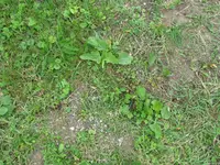 Garten (4).webp
