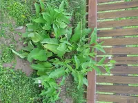 Garten (5).webp