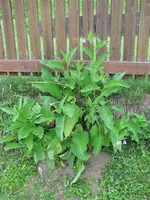 Garten (5).webp