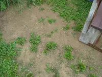Garten (6).webp