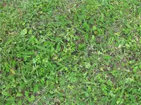 Garten (8).webp