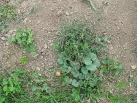 Garten (10).webp