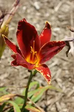 DSC07727.webp