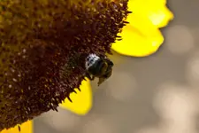 Motive Blumenfeld 7D 11.7.11 (19 von 33).webp