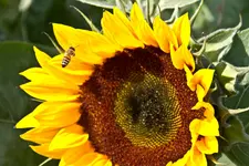 Motive Blumenfeld 7D 11.7.11 (14 von 33).webp