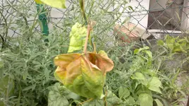 06072011117.webp