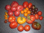 Tomaten 10.7.11.jpg