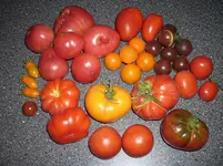 Tomaten 10.7.11.webp