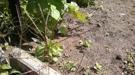 24062011088.webp