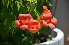 DSC_0122.webp