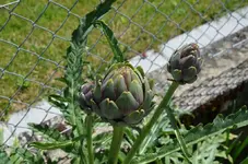 DSC_0213.webp