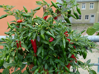 chili-apache01-1.webp