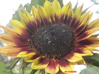 sonnenblume.webp