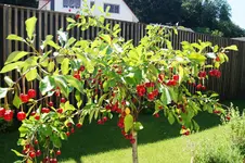 Kirschbaum-01036.webp
