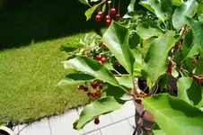 Kirschbaum-01037.webp