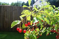 Kirschbaum-01039.webp