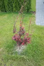 DSC01345.webp