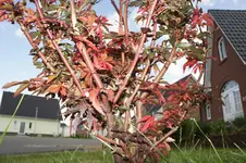 DSC01349.webp