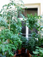 IMG_1993.webp