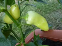Spitzpaprika 002.webp