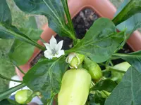 Spitzpaprika 003.webp
