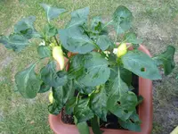 Spitzpaprika 004.webp