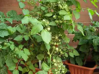 DSC02064.webp
