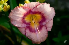 blog_4039_cherry-valentine.webp