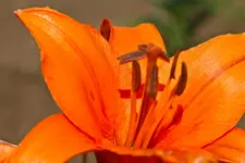 Motive Blumenfeld 7D 11.7.11 (25 von 33).webp