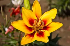 Motive Blumenfeld 7D 11.7.11 (24 von 33).webp