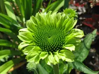 Bild green jewel_1067x800.webp