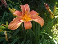 BILD0707.webp