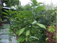 BILD0767.webp
