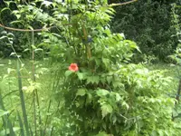 BILD0784.webp