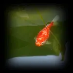 Koi v.webp
