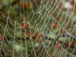 Wassertropfen am Spinnennetz v (1).jpg