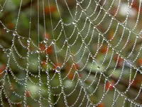 Wassertropfen am Spinnennetz v (1).webp