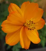 Cosmea.webp