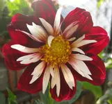 Dalie.webp