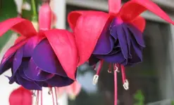 Fuchsie.webp